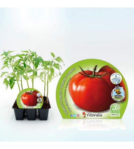 Pack Tomate Tres Cantos 6 Ud. Solanum lycopersicum - 02031058 (1)