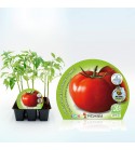 Pack Tomate Tres Cantos 6 Ud. Solanum lycopersicum
