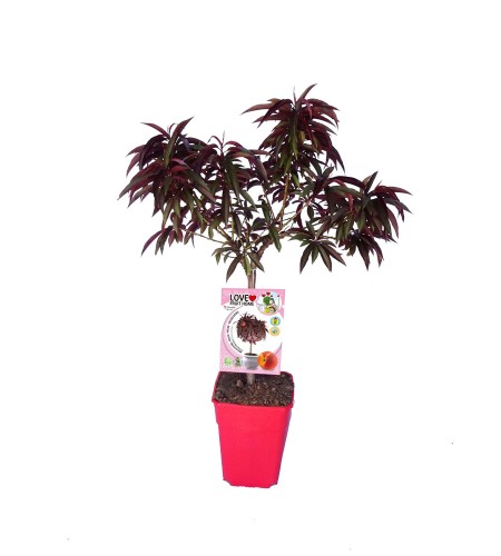 Melocotonero Enano Crimson Bonfire 5l - Prunus persica - 03055007 (2)