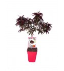 Melocotonero Enano Crimson Bonfire 7l - Prunus persica