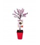 Melocotonero Enano Crimson Bonfire 5l - Prunus persica - 03055007 (2)