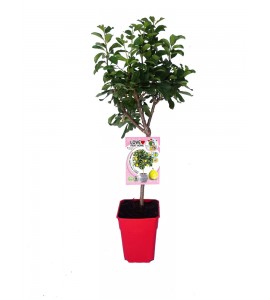 Ciruelo Enano Goldust 5l - Prunus domestica - 03055004 (1)