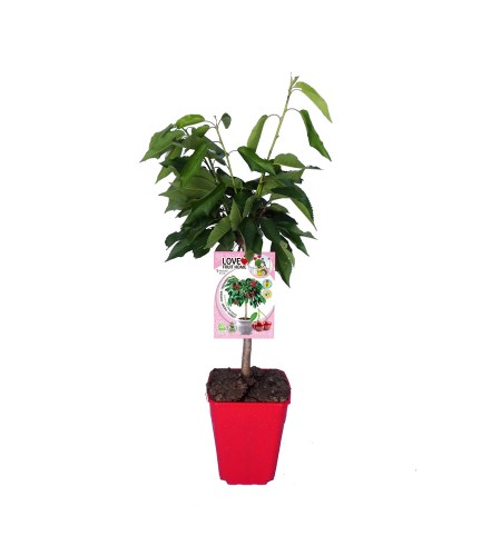 Cerezo Enano Garden Bing 5l - Prunus avium - 03055003 (1)