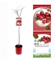 Acerolo - Crataegus azarolus - 03050002 (0)