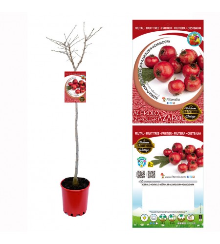 Acerolo - Crataegus azarolus - 03050002 (0)