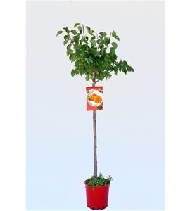 Albaricoque Bulida M-10,5 - Prunus armeniaca - 03054047 (1)