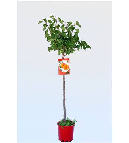 Albaricoque Bulida M-10,5 - Prunus armeniaca - 03054047 (1)