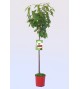 Cerezo 4-70 M-25 - Prunus avium