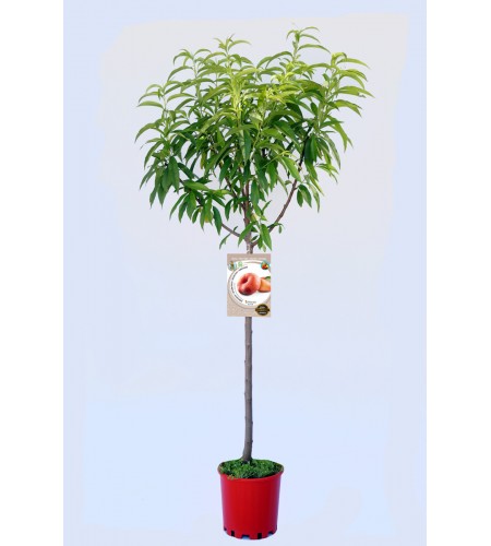 Platerina M-25 - Prunus persica var. Platerina