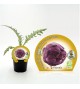 Alcachofa Violeta de Romagna M-10,5 Cynara scolymus