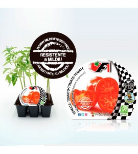 VIP Pack Tomate Híbrido Maestria F1 6 Ud. Solanum lycopersicum