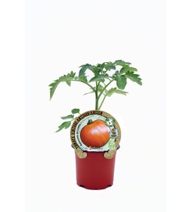 Tomate Palosanto de Lleida M-10,5 Solanum lycopersicum