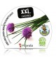 Cebollino XXL M-14 Allium schoenoprasum