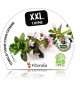 Tomillo XXL M-14 Thymus vulgaris