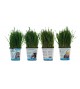 Petgrass Wheatgrass - Triticum aestivum