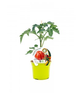 Tomate Injertado Aurea F1 M-12 Solanum lycopersicum