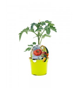 Tomate Injertado Gigantomo F1 M-12 Solanum lycopersicum