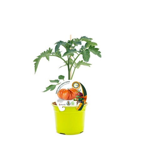 Tomate Injertado Supersteack F1 M-12 Solanum lycopersicum