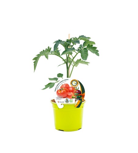 Tomate Injertado F1 Optima M-10,5 Solanum lycopersicum