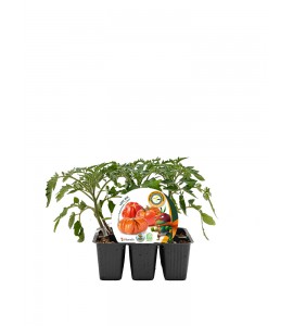 Pack Injertado Tomate Love Mix F1 6 Ud.