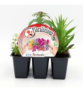 Pack Floralicius Mix I 6 Ud. L. maritima + A. majus + D. chinenis - 02042001 (1)