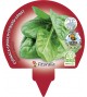 Pack Espinaca 12 Ud. Spinacia oleracea - 02031008 (1)