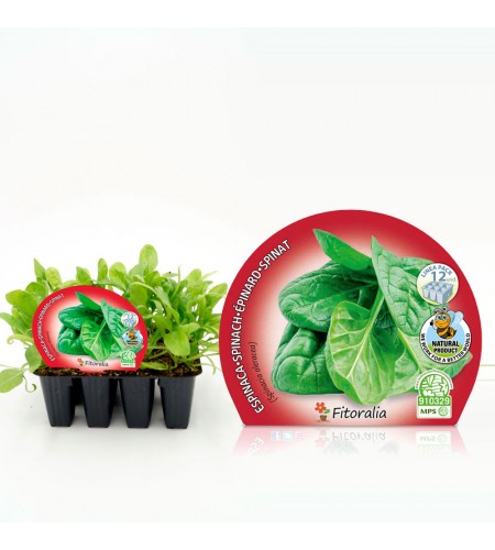 Pack Espinaca 12 Ud. Spinacia oleracea - 02031008 (1)
