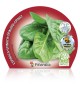 Pack Espinaca 12 Ud. Spinacia oleracea - 02031008 (1)