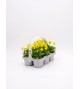 Florapack Viola cornuta Yellow 6 Ud.