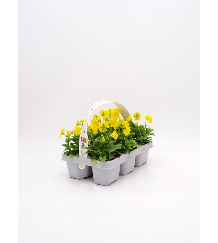 Florapack Viola cornuta Yellow 6 Ud.