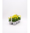 Florapack Viola cornuta Yellow 6 Ud.