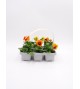 Florapack Viola wittrockiana Orange Blotch 6 Ud.