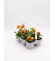 Florapack Viola wittrockiana Orange Blotch 6 Ud.