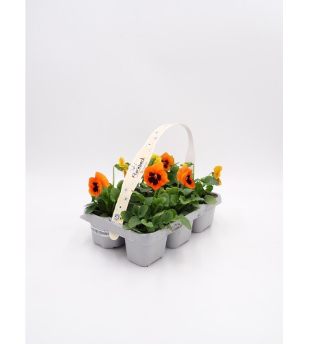 Florapack Viola wittrockiana Orange Blotch 6 Ud.