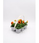 Florapack Viola wittrockiana Orange Blotch 6 Ud.