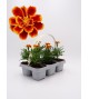 Florapack Tagete patula Flame 6 Ud.