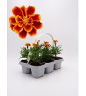Florapack Tagete patula Flame 6 Ud.