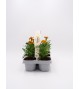 Florapack Tagete patula Flame 6 Ud.