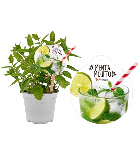 Menta Mojito M-14 Mentha spicata