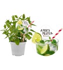 Menta Mojito M-14 Mentha spicata