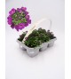 Florapack Lobularia maritima Violet 6 Ud.