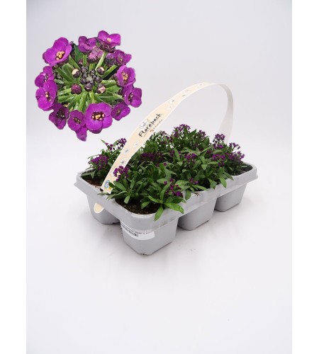 Florapack Lobularia maritima Violet 6 Ud.