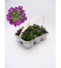 Florapack Lobularia maritima Violet 6 Ud.