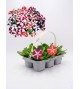 Florapack Petunia grandiflora Star Mix 6 Ud.