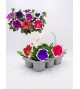 Florapack Petunia grandiflora Hulahoop Mix 6 Ud.