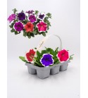 Florapack Petunia grandiflora Hulahoop Mix 6 Ud.