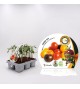 Pack Injertado Tomate Cherry Mix F1 6 Ud.
