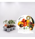 Pack Injertado Tomate Cherry Mix F1 6 Ud.