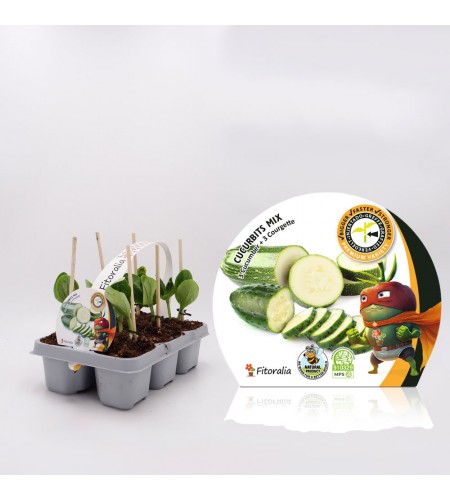 Pack Injertado Calabacín + Pepino Cucurbits Mix F1 6 Ud.