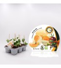 Pack Injertado Melón Mix F1 6 Ud.